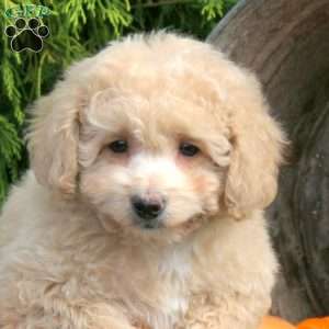 Koa, Bich-Poo Puppy