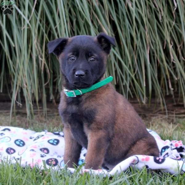 Kobe, Belgian Malinois Puppy