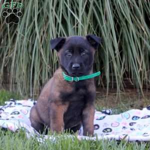 Kobe, Belgian Malinois Puppy