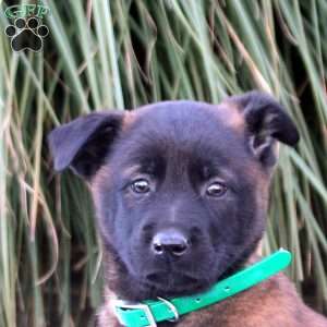 Kobe, Belgian Malinois Puppy