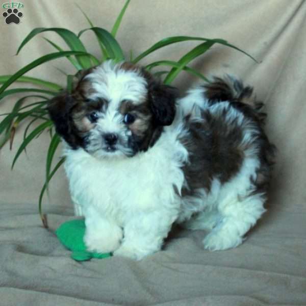 Koda, Shih-Poo Puppy