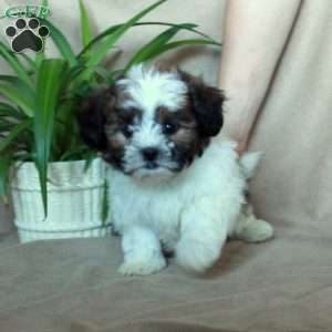 Koda, Shih-Poo Puppy
