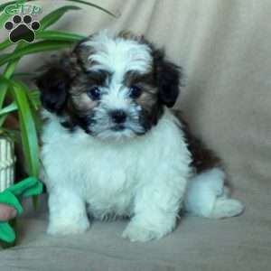 Koda, Shih-Poo Puppy