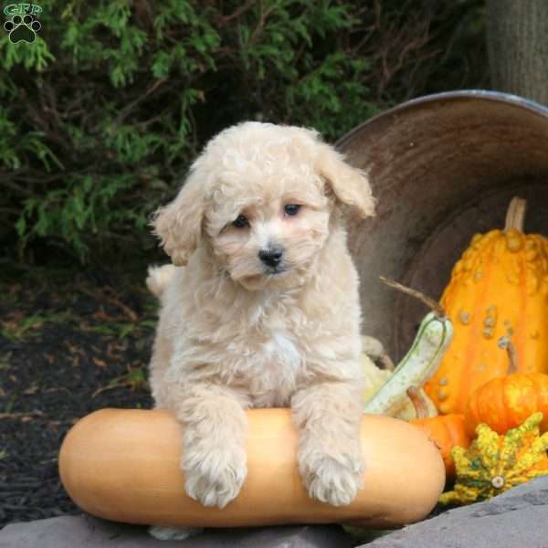 Kodiak, Bich-Poo Puppy