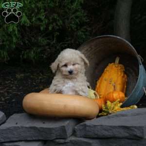 Kodiak, Bich-Poo Puppy