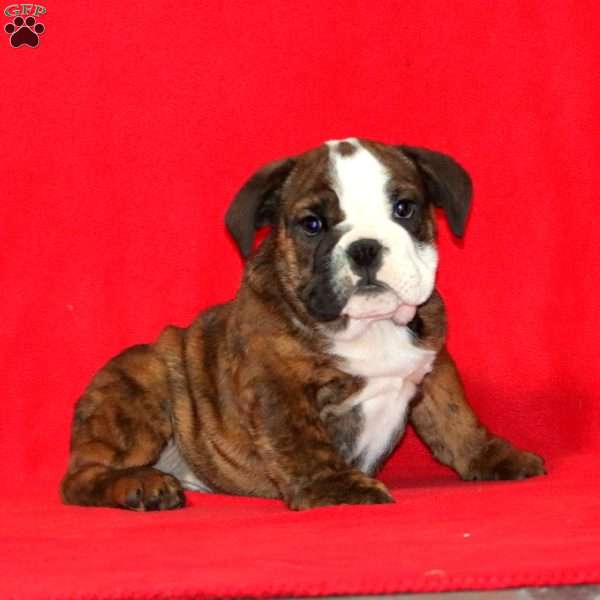 Kody, English Bulldog Puppy