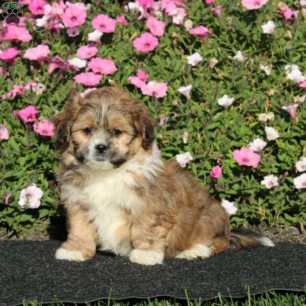 Kody, Teddy Bear Puppy