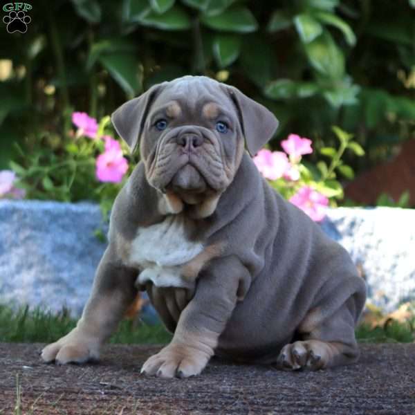 Kody, Olde English Bulldogge Puppy