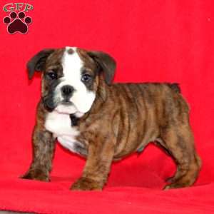 Kody, English Bulldog Puppy