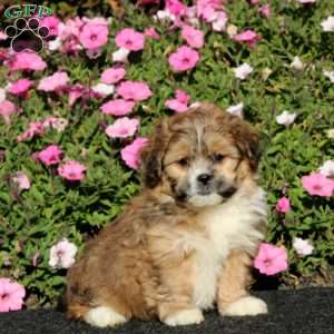 Kody, Teddy Bear Puppy