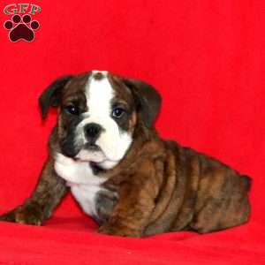 Kody, English Bulldog Puppy