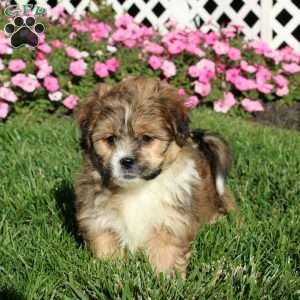 Kody, Teddy Bear Puppy