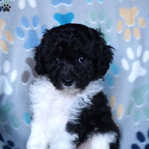 Korey, Cavapoo Puppy