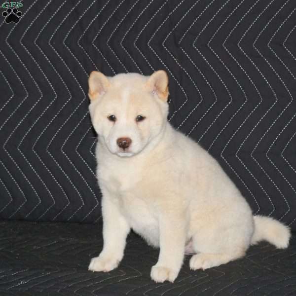 Koji, Shiba Inu Puppy