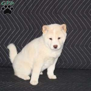 Koji, Shiba Inu Puppy