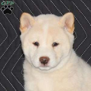 Koji, Shiba Inu Puppy