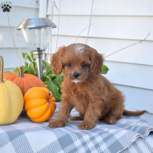 Kolby, Cavapoo Puppy
