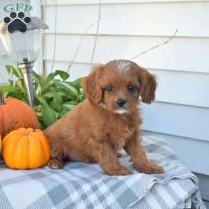 Kolby, Cavapoo Puppy