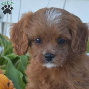 Kolby, Cavapoo Puppy