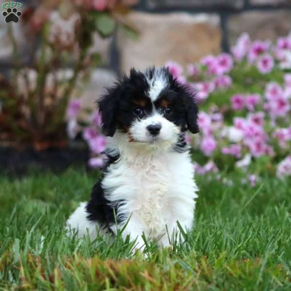 Kolby, Cavapoo Puppy