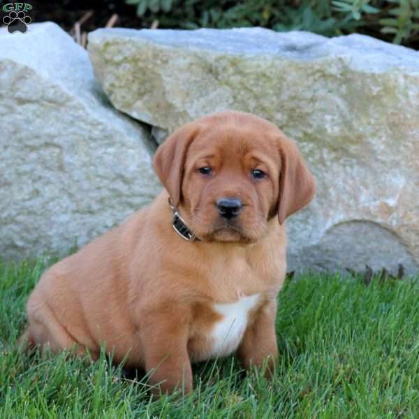 Kolton, Fox Red Labrador Retriever Puppy