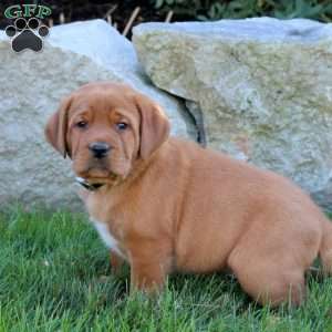 Kolton, Fox Red Labrador Retriever Puppy