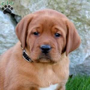 Kolton, Fox Red Labrador Retriever Puppy
