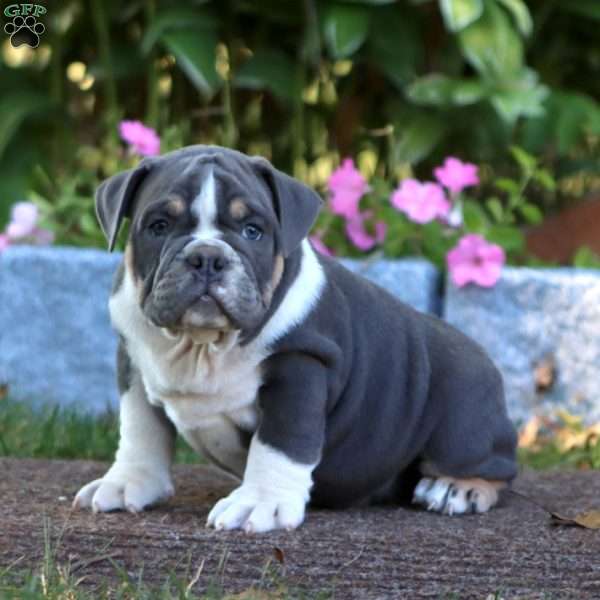 Kolton, Olde English Bulldogge Puppy