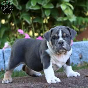 Kolton, Olde English Bulldogge Puppy