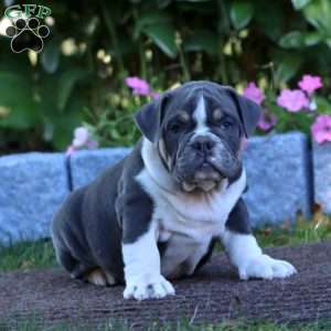 Kolton, Olde English Bulldogge Puppy