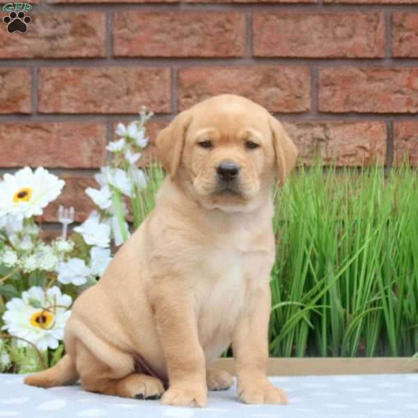 Konner, Yellow Labrador Retriever Puppy