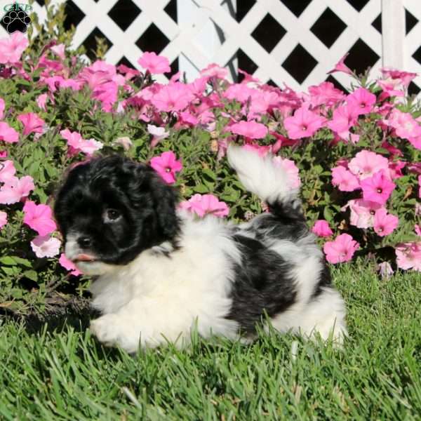 Kookie, Teddy Bear Puppy