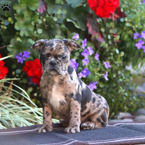 Kookie, Frenchton Puppy