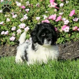 Kookie, Teddy Bear Puppy