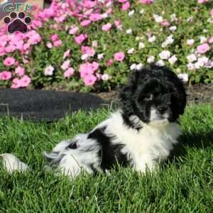 Kookie, Teddy Bear Puppy