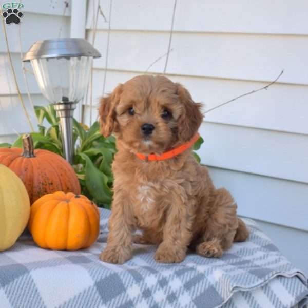 Kooper, Cavapoo Puppy