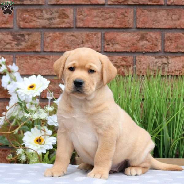 Kooper, Yellow Labrador Retriever Puppy