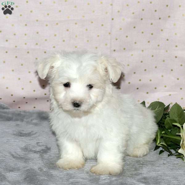Kooper, Maltese Puppy