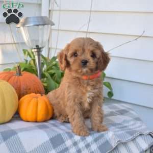 Kooper, Cavapoo Puppy