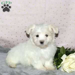Kooper, Maltese Puppy