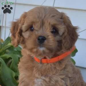 Kooper, Cavapoo Puppy