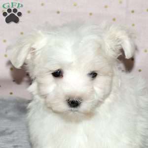 Kooper, Maltese Puppy