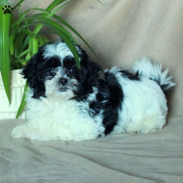 Kora, Shih-Poo Puppy