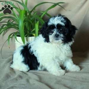 Kora, Shih-Poo Puppy
