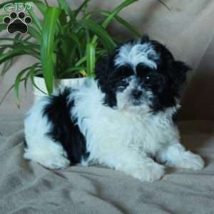 Kora, Shih-Poo Puppy