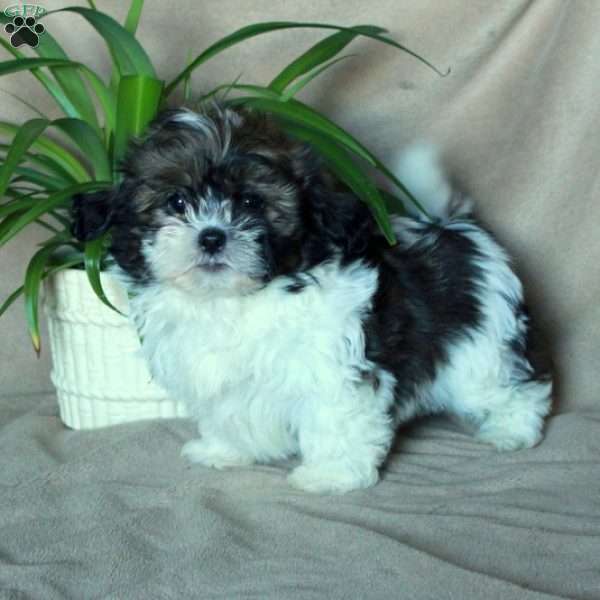 Krissy, Shih-Poo Puppy