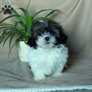 Krissy, Shih-Poo Puppy