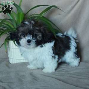 Krissy, Shih-Poo Puppy
