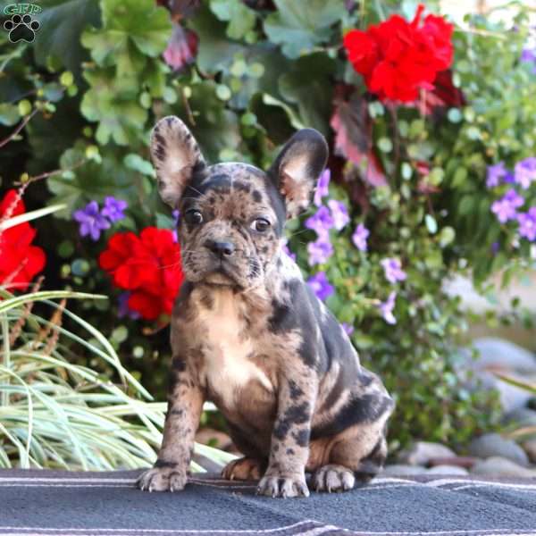 Krissy, Frenchton Puppy