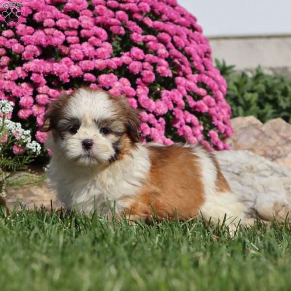 Krissy, Shih Tzu Puppy